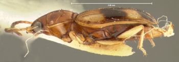Media type: image;   Entomology 32147 Aspect: habitus lateral view